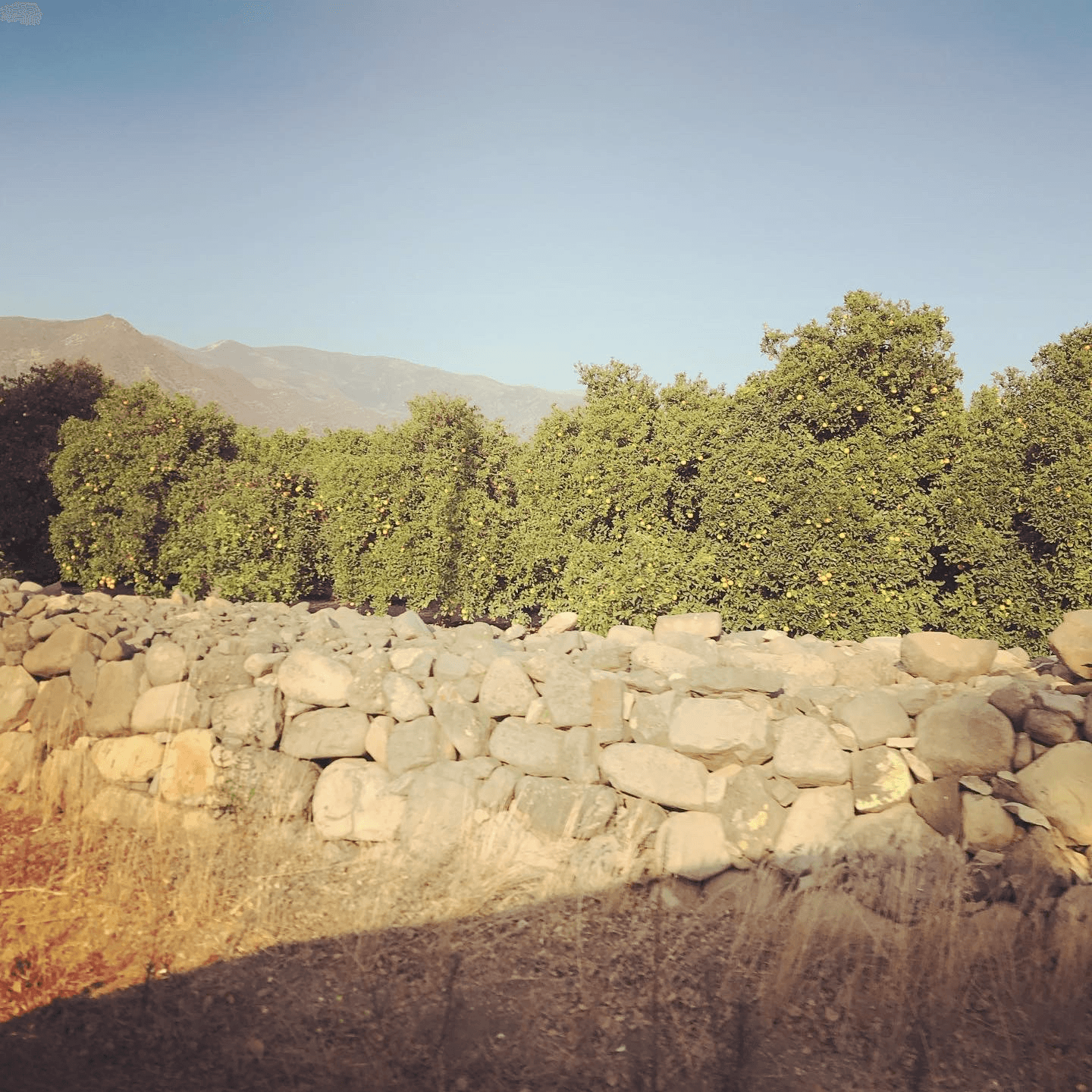 Ojai